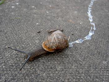 snail-slime.jpg